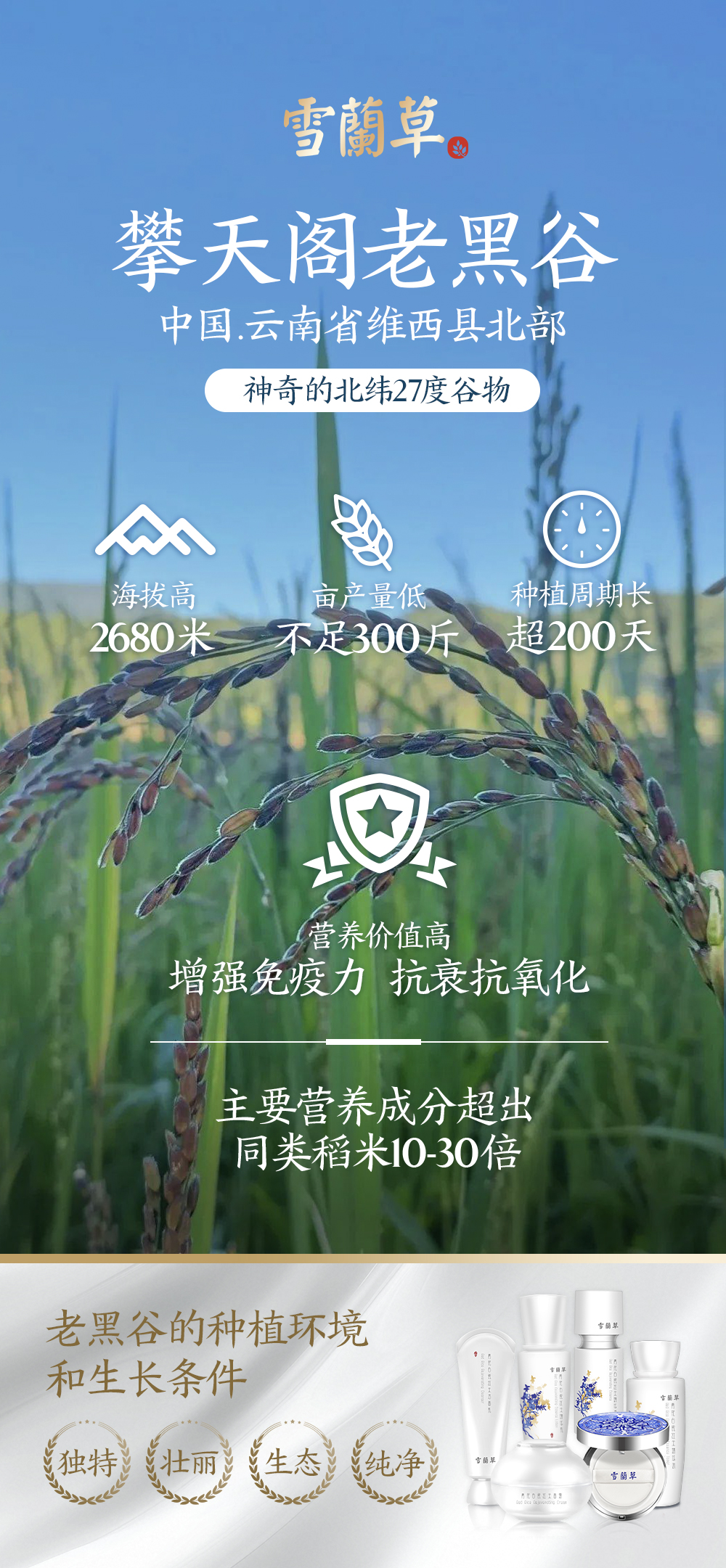 雪蘭草青花白瓷高端套盒。独特•壮丽•生态•纯净。孕育抗衰奇迹