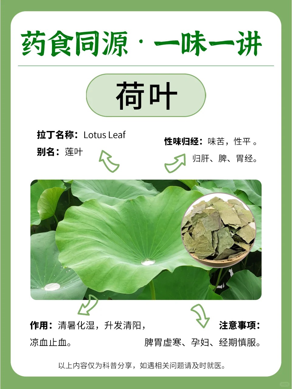 今日中伏，宜袪湿避暑。碧润康专注"荷叶"力量。荷叶 · 夏日消暑良伴。📜 《本草再新》载：荷叶清凉解暑，生津止渴。