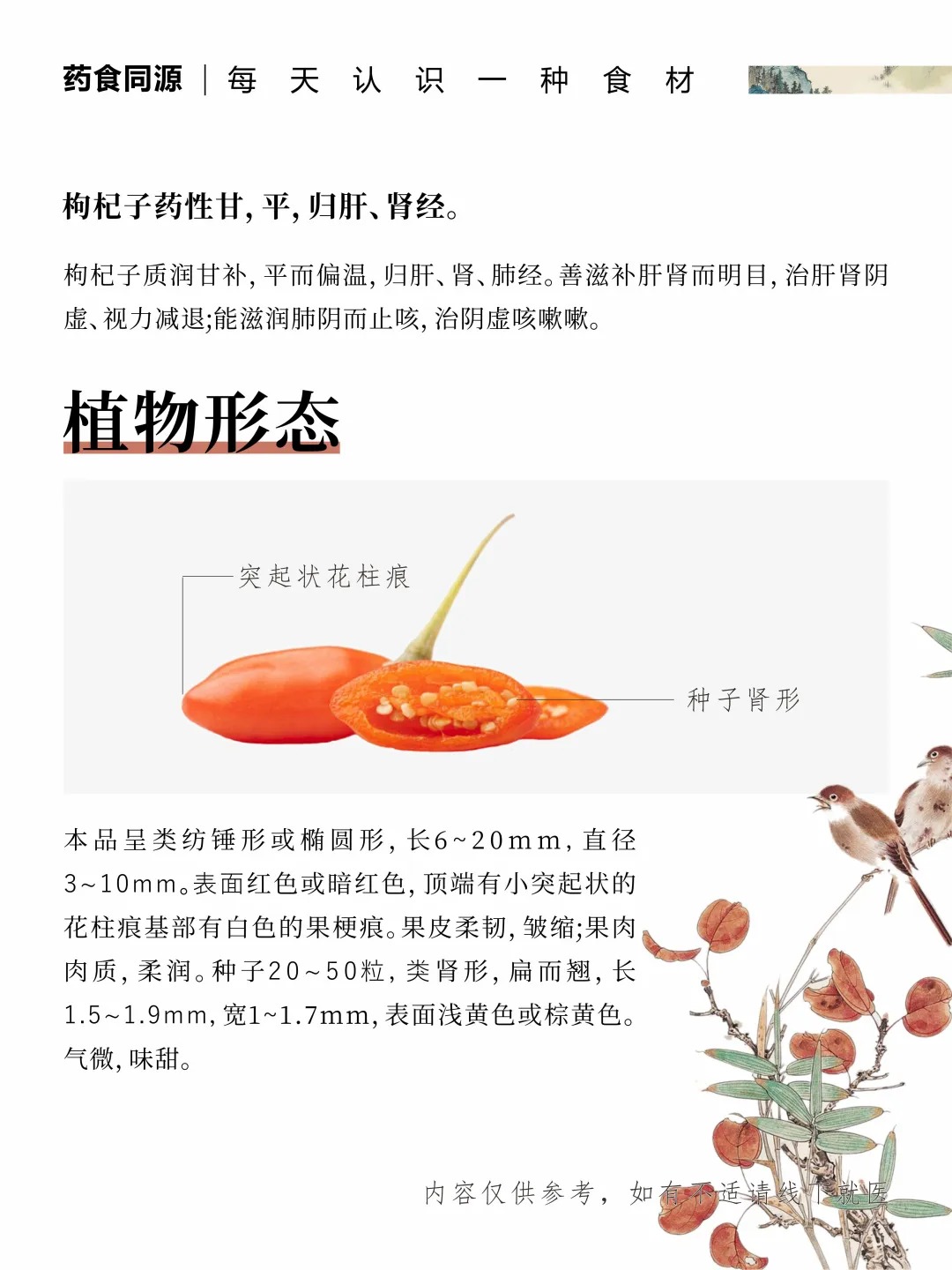 枸杞 | 神奇的滋补之宝🌟 。人到中年，身体机能下降，枸杞能补益精气。MAYOU科学配比：人参+黄精+枸杞。多重草本协同，每日滋养，焕发活力✨