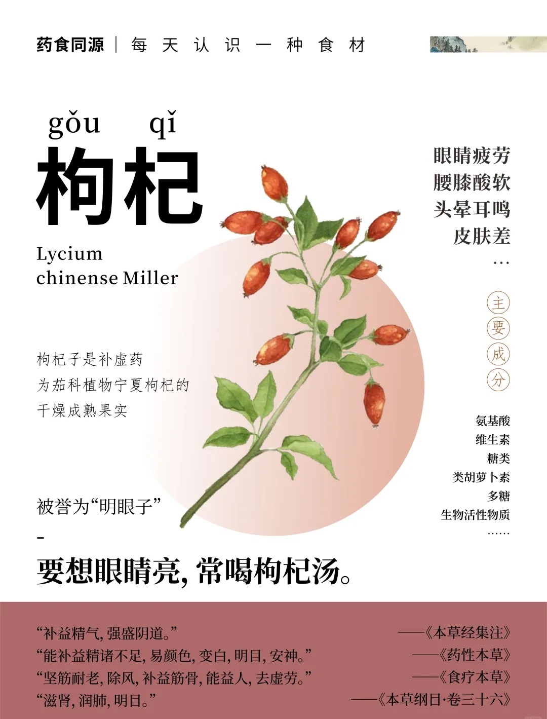 枸杞 | 神奇的滋补之宝🌟 。人到中年，身体机能下降，枸杞能补益精气。MAYOU科学配比：人参+黄精+枸杞。多重草本协同，每日滋养，焕发活力✨